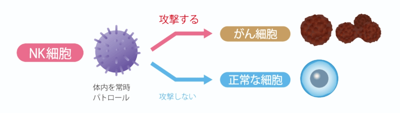 NK細胞とは
